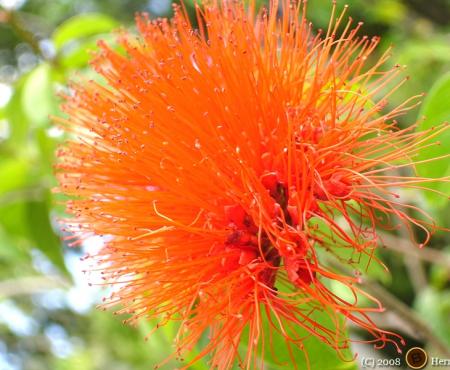 I'm Baaack! A 3 Part Series on The Trini/Tobago Culinary Festival & Curried Plantain!