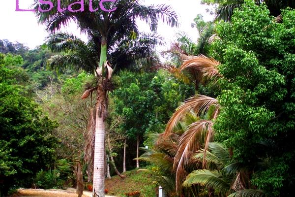 Part II of Culinary Festival in Trinidad/Tobago & Another Contest…