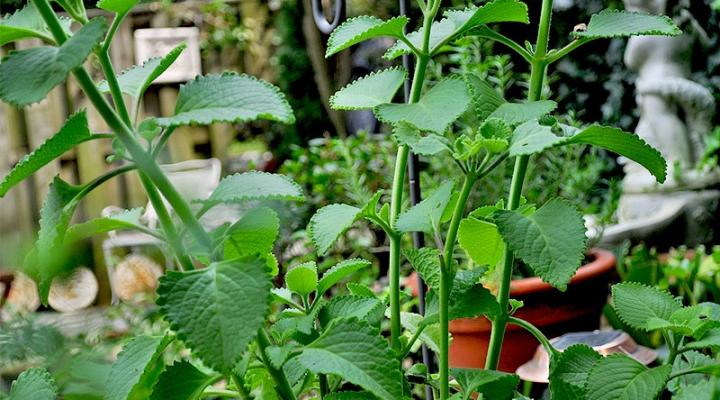 Growing An Herb & Vegetable Garden At My Parents’ House & Giveaway