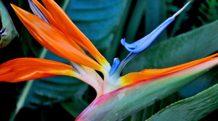 I Can't Stop Saying 'Aloha' Because of This…