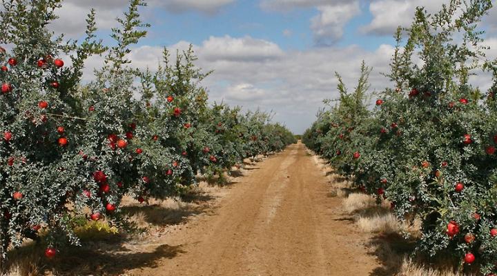 POM Wonderful Harvest Tour, Part II & Video: Inside the Orchard