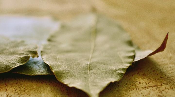 Bay Leaf/Hoja de Laurel