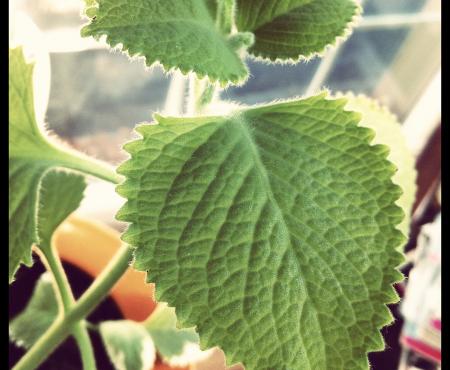 #FlanFridays: Bruja Oregano?