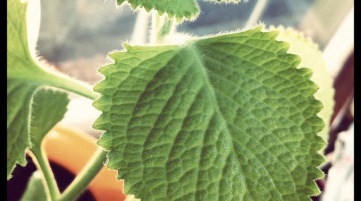 #FlanFridays: Bruja Oregano?