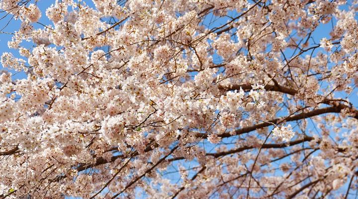 DCs Cherry Blossom. The Pink That Was my City