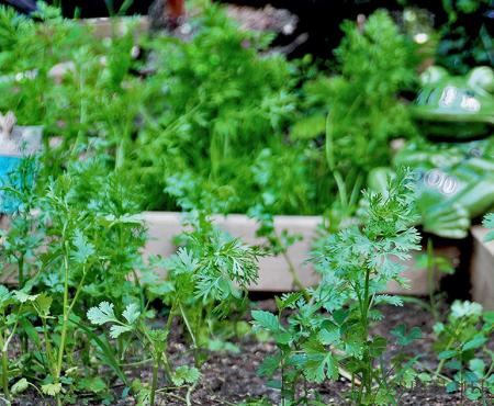Growing a Vegetable Garden. And Sharing the Bounty