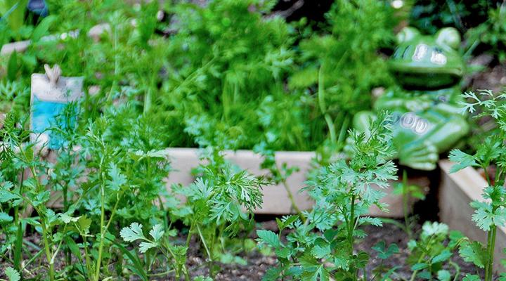 Growing a Vegetable Garden. And Sharing the Bounty