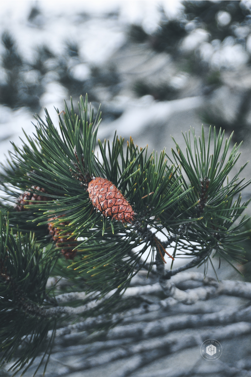 bren-herrera-tahoe-pine-cone-on-tree-stamp